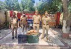 नोएडा में गांजा तस्करी का खुलासा, 41.4 किलो गांजा बरामद